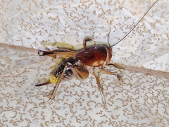 Apotetamenus clipeatus