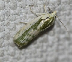 Earias huegeliana
