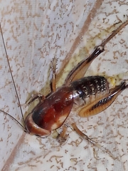 Apotetamenus clipeatus