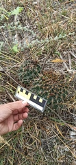 Coryphantha georgii