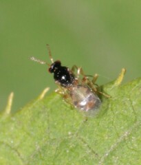 Euplectrus