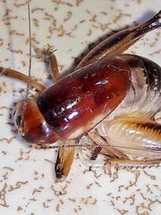 Apotetamenus clipeatus