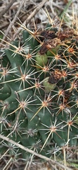 Coryphantha georgii