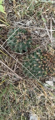 Coryphantha georgii