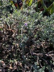 Frankenia salina