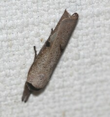 Pilostibes stigmatias