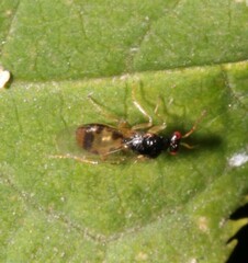 Euplectrus