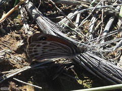 Pseudonympha trimenii