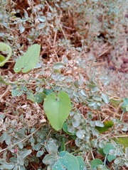 Aristolochia baetica