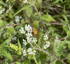 Chauliognathus pensylvanicus