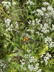 Chauliognathus pensylvanicus