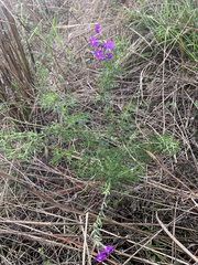 Glandularia aristigera