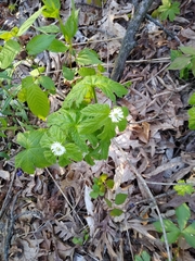 Hydrastis canadensis