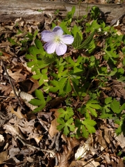 Geranium maculatum