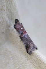 Acrobasis marmorea