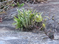 Vriesea freicanecana