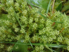 Rhytidiadelphus squarrosus