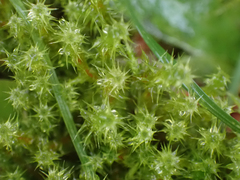 Rhytidiadelphus squarrosus