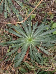 Eryngium heterophyllum