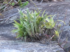 Vriesea freicanecana