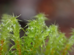 Rhytidiadelphus squarrosus