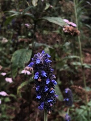 Salvia stachyoides