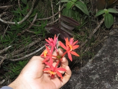 Epidendrum cinnabarinum