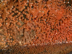 Metandrocarpa taylori