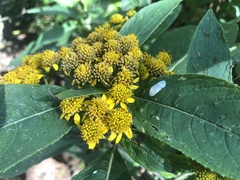 Verbesina oncophora