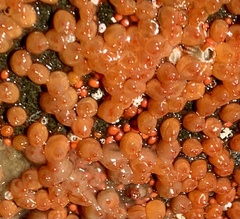 Metandrocarpa taylori