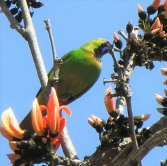 Chloropsis aurifrons