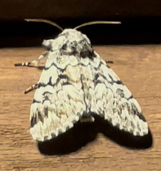 Panthea acronyctoides