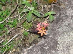 Epidendrum cinnabarinum