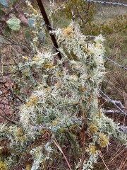 Ramalina stenospora