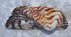 Arca