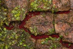 Nectriaceae
