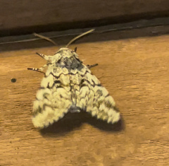 Panthea acronyctoides