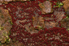 Nectriaceae