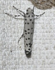 Yponomeuta internellus