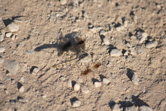Brachythemis impartita