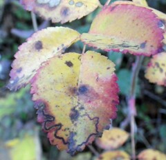 Stigmella anomalella