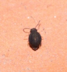 Sminthurinus niger