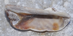Arca