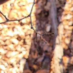 Robinia pseudoacacia
