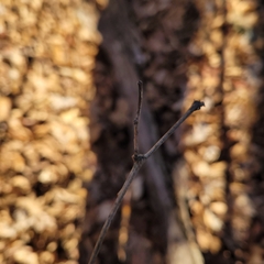 Robinia pseudoacacia