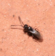Ceraphronidae