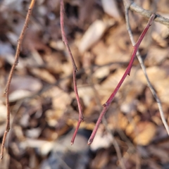 Oxydendrum