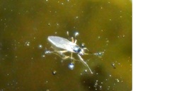Dolichopodidae