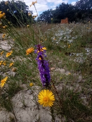 Lobelia fenestralis
