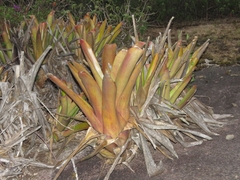 Aechmea leptantha